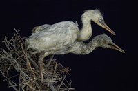 藏品(小白鷺)的圖片